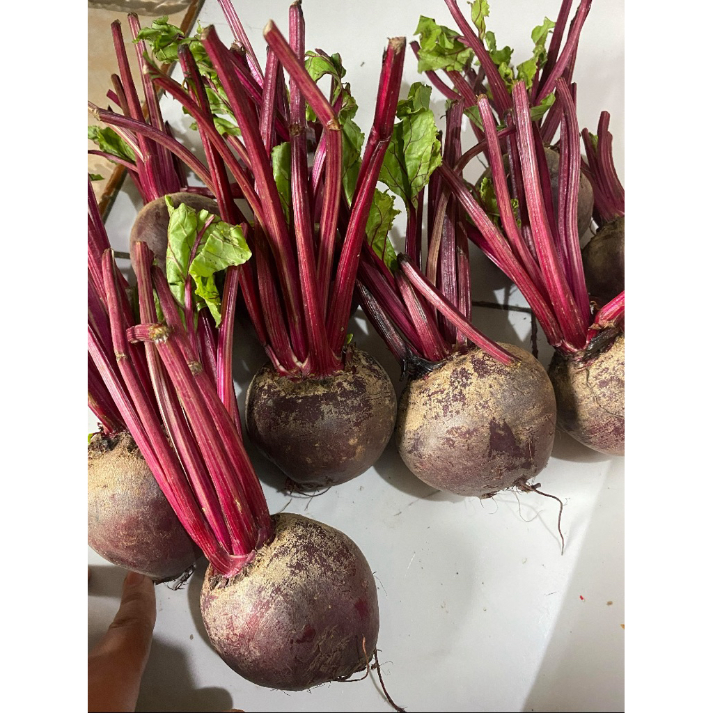 

beetroot / buah beet / buah bit / fresh / 1kg