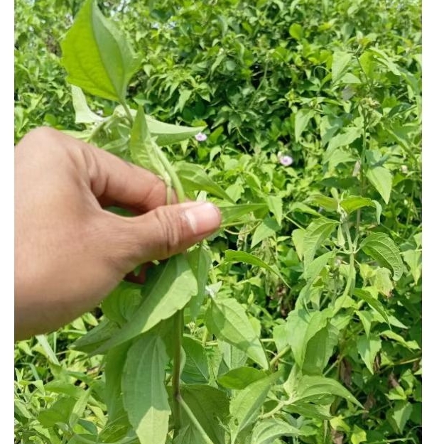

Daun Balakacida Segar 100Gram - Tahan Layu