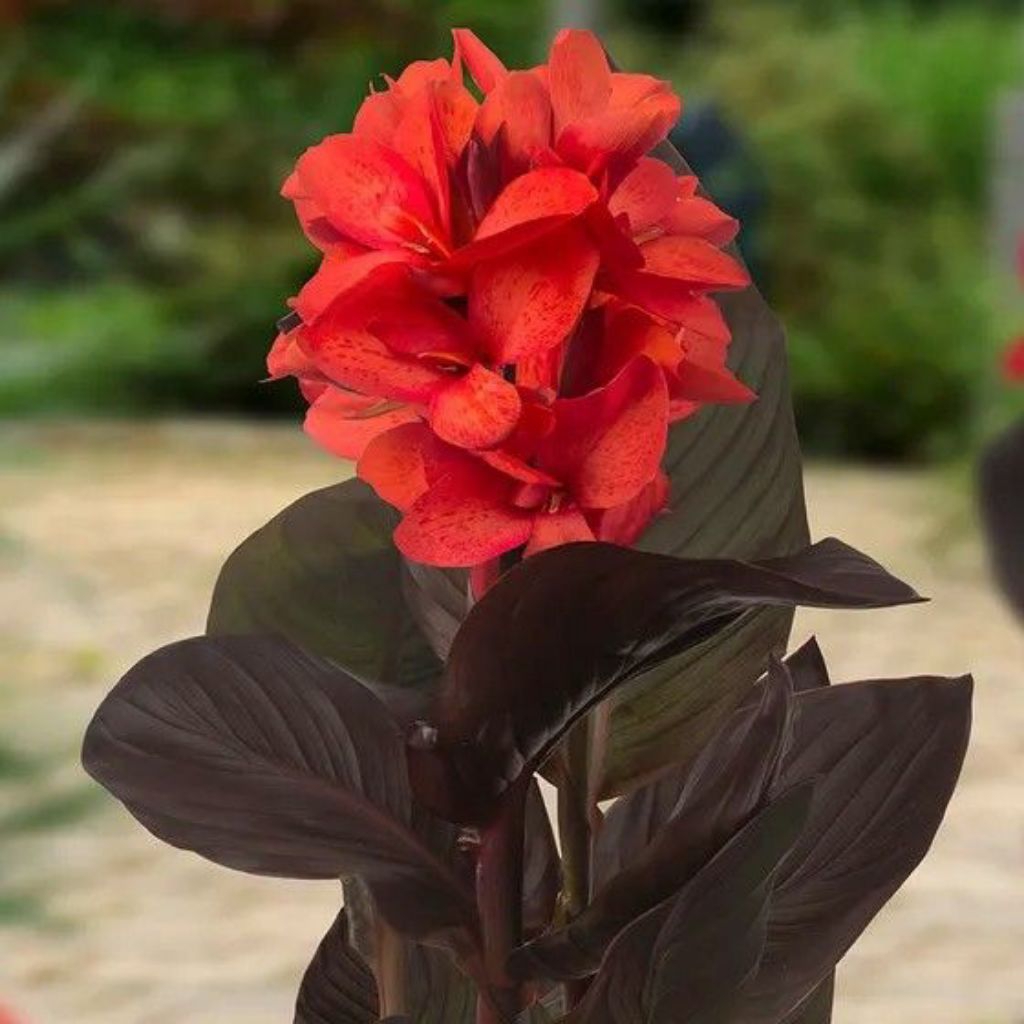 TANAMAN HIAS CANNA / KANNA BUNGA MERAH