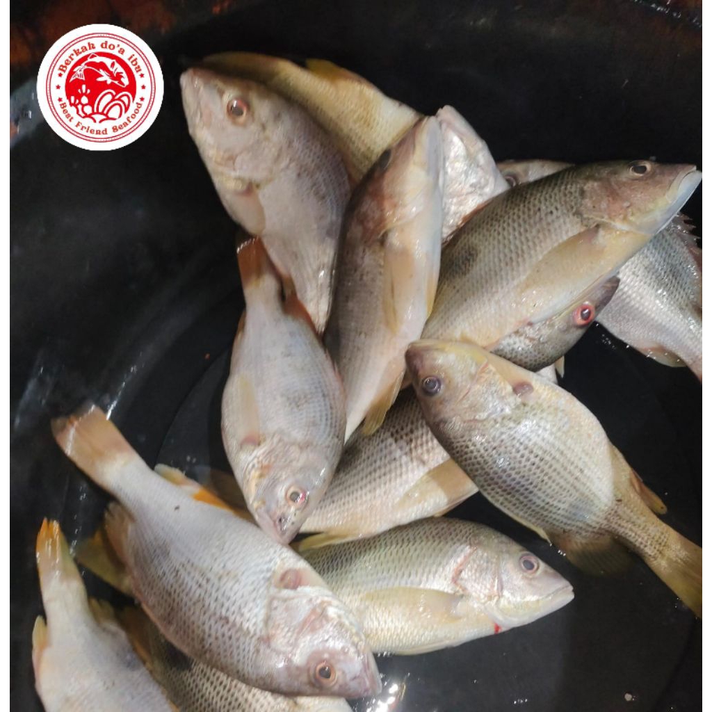 

Ikan Jenaha Size 4-9 1Kg
