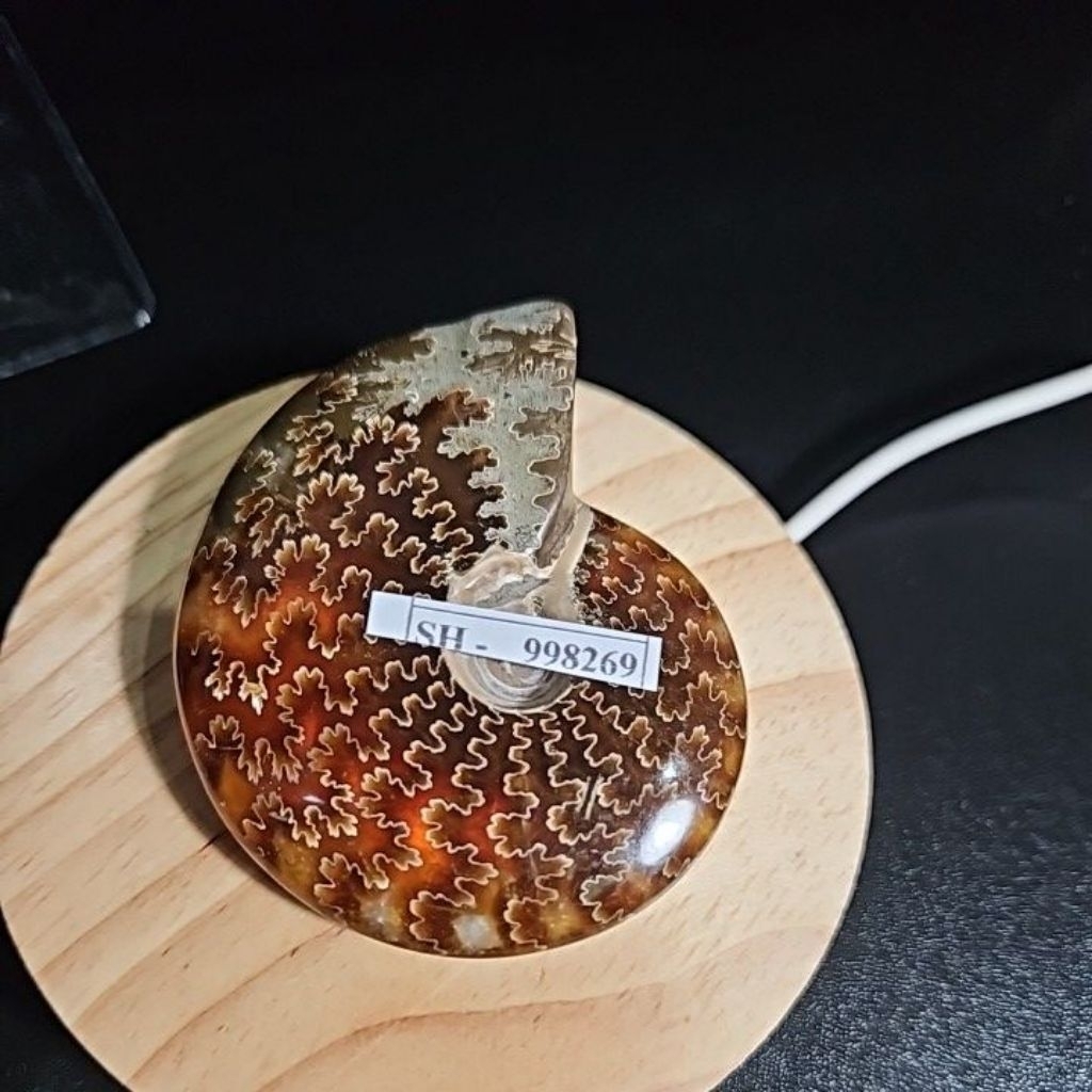 Crystal Ammonite Rough Madagascar Polished HQ asli