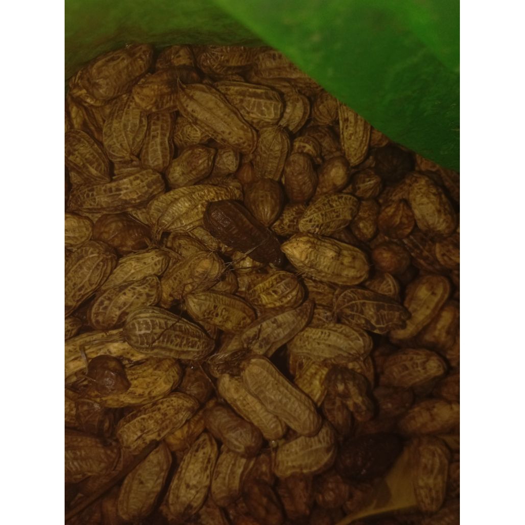 

Kacang Tanah Kulit Mentah kilogram