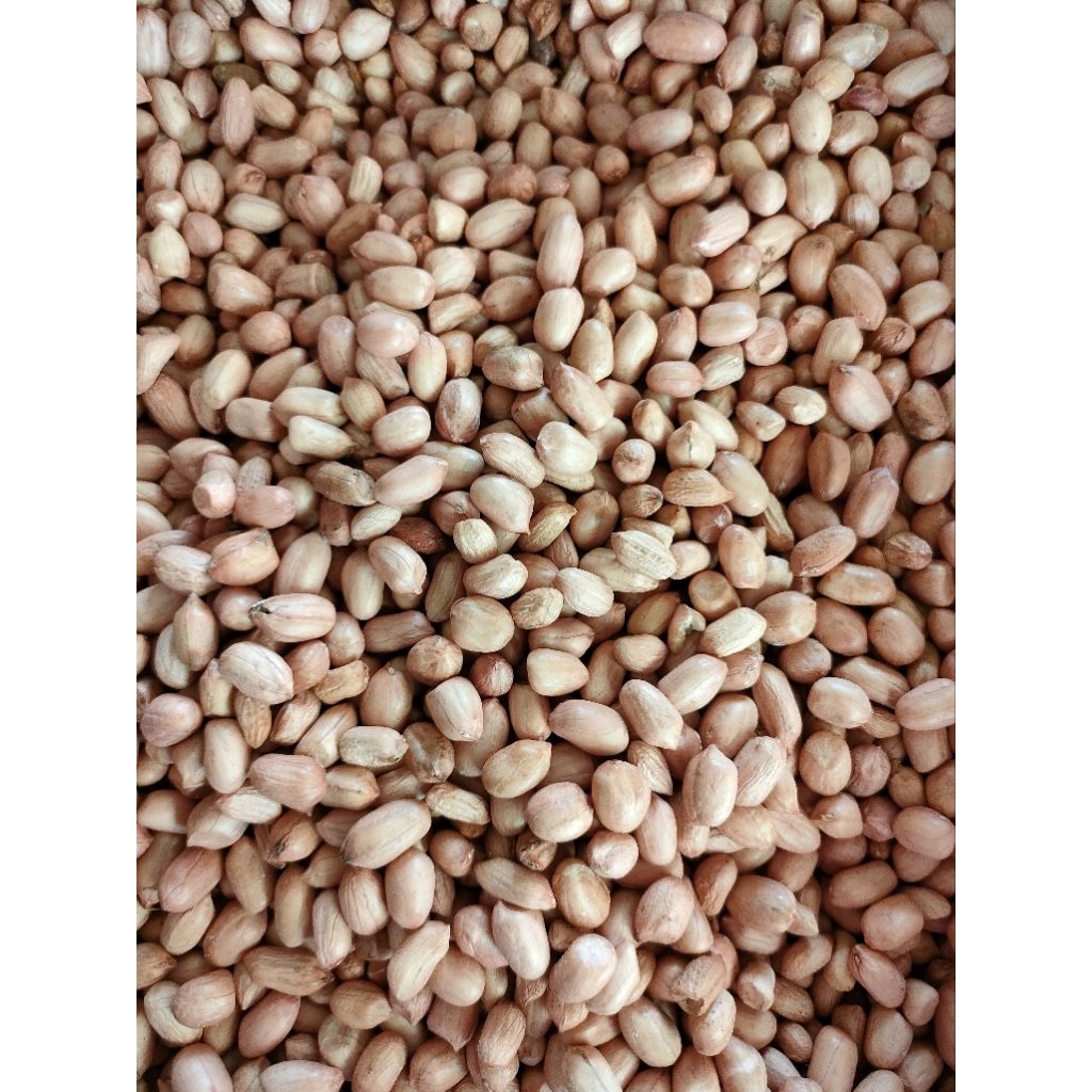 

kacang tanah / kacang tanah mentah 1 kg