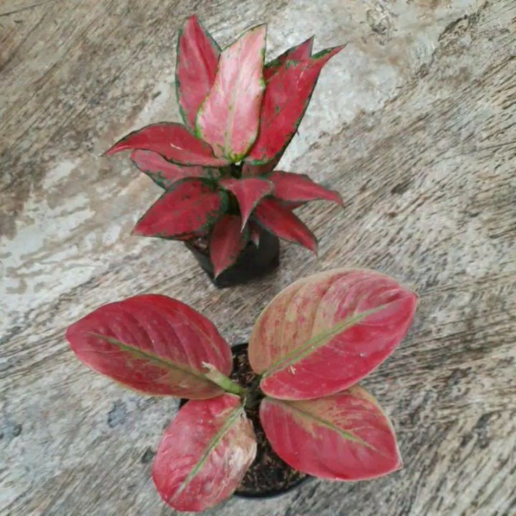 Paket 2 anakan aglonema red anjamani,ayunindi
