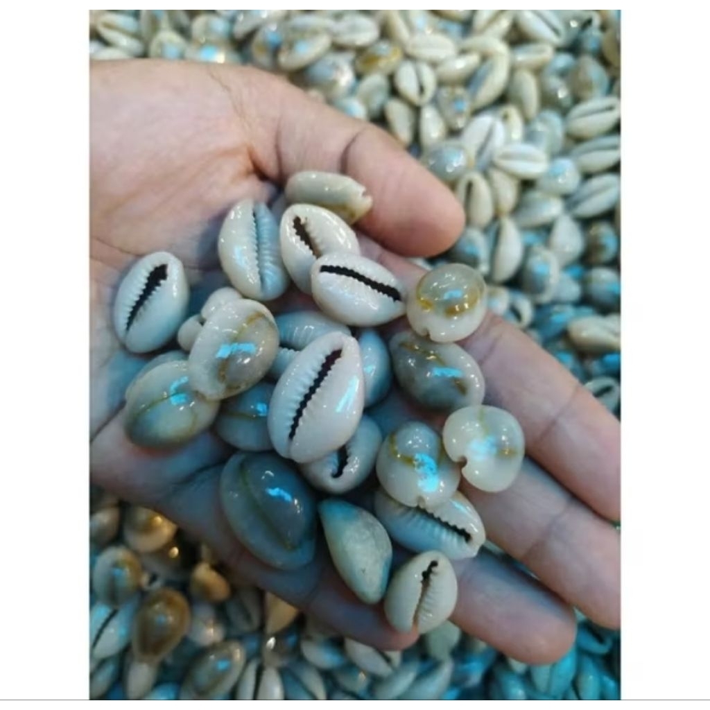 Biji Congklak Original 1 kg - Kuwuk Kuwuk Kerang Asli 1 kg