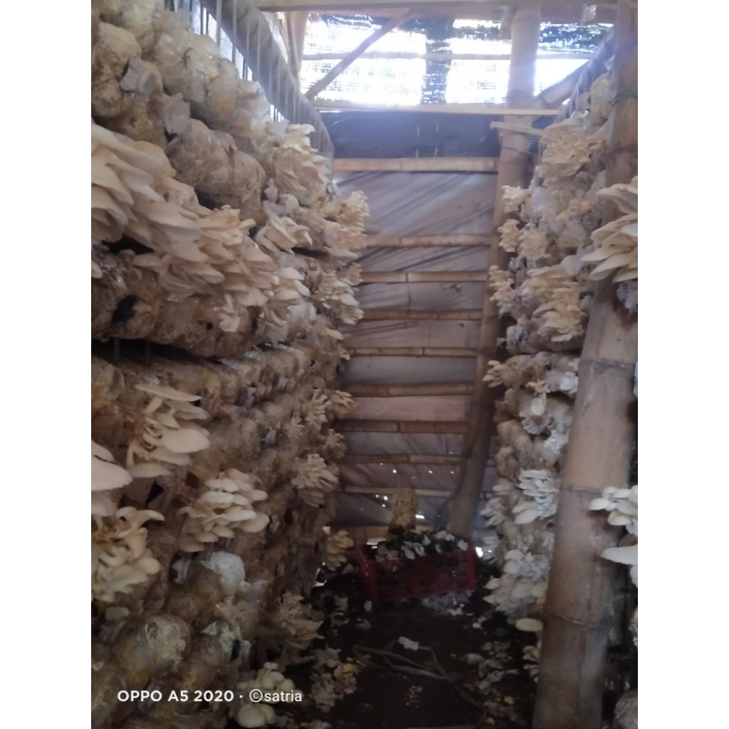 

JAMUR TIRAM PUTIH 500 GRAM (JAMUR TIRAM PUTIH BAGLOG) by satria musroom