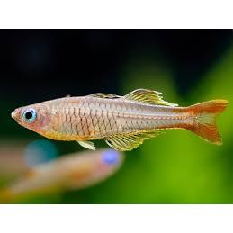 Ornamental Pseudomugil ivantsoffi