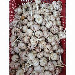 

bawang putih 1kg harga murmer berkualitas