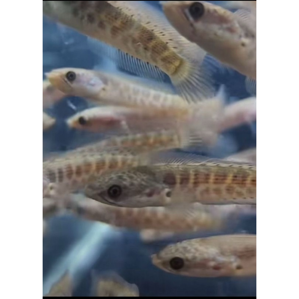 (COD) baby auranti grade A++