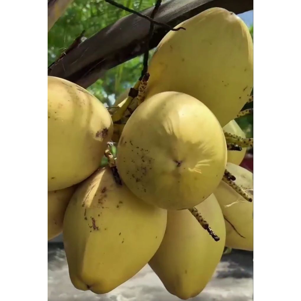 

Kelapa gading 1 buah muda dan tua