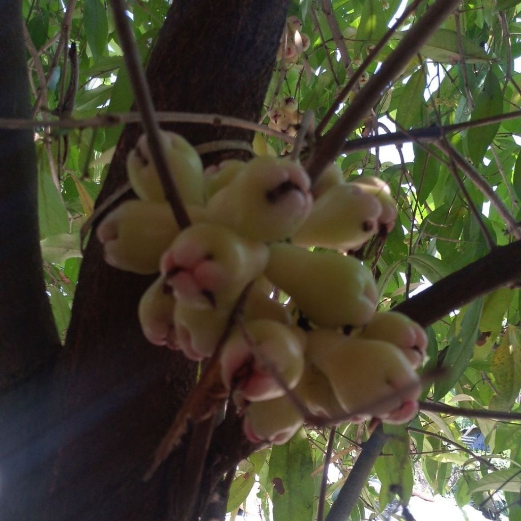 

Jambu