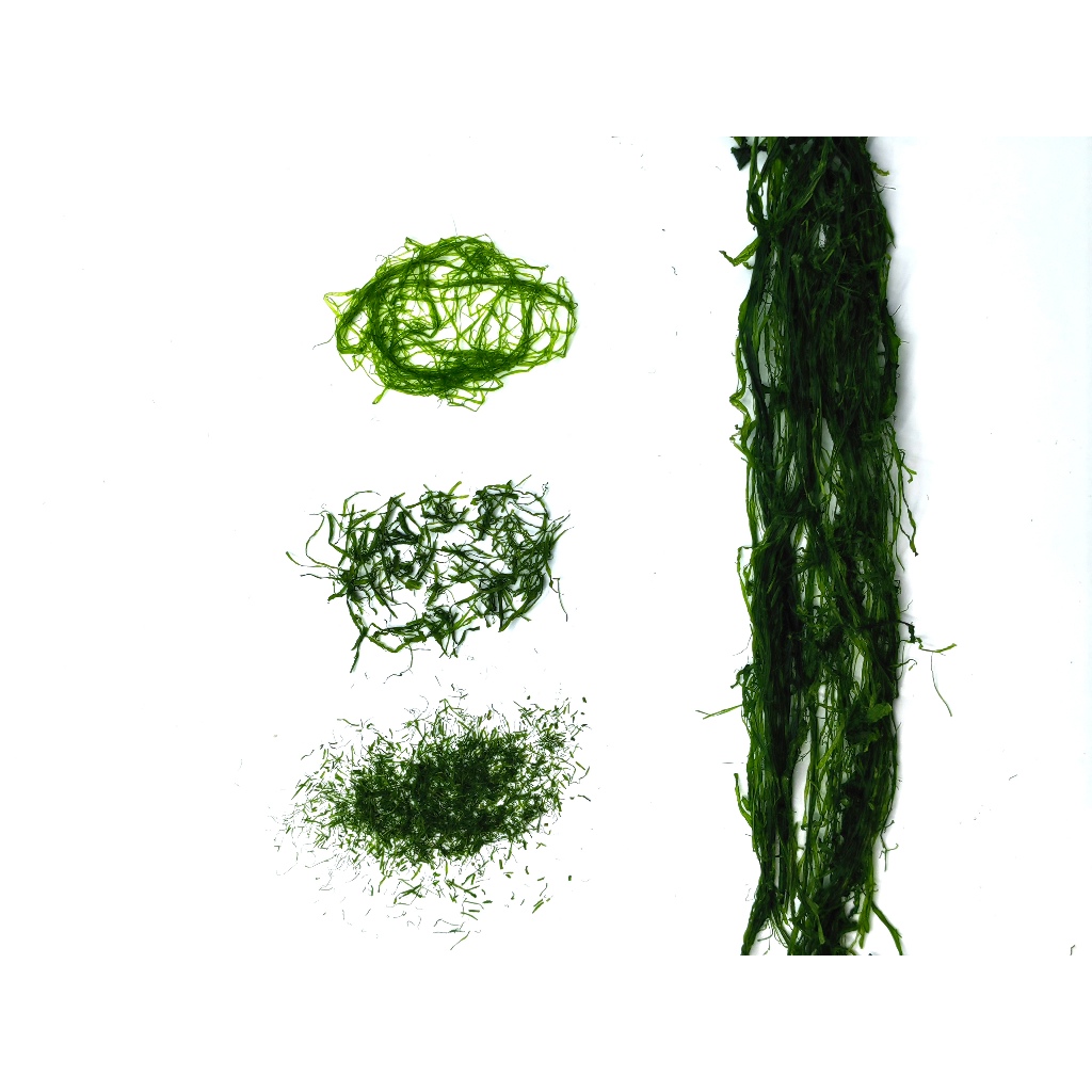 

Ulva Prolifera (powder, powder, and flakes)