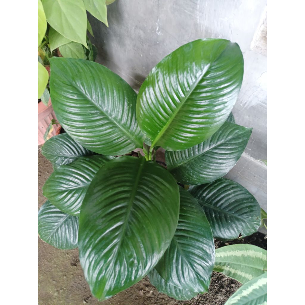 sepatu filum bangkok