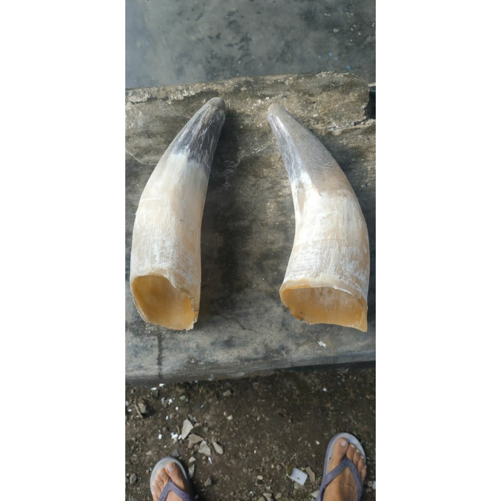 tanduk sapi original sapi limousin