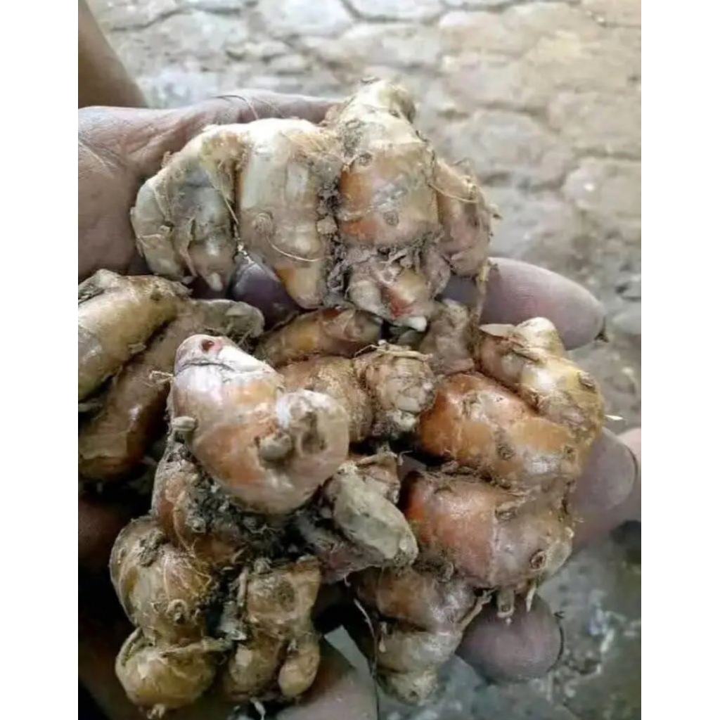 

kencur/cikur 500 g