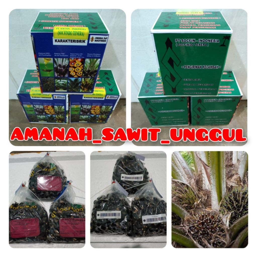 COD termurah bibit kecambah sawit DxP SOCFINDO KUALITAS UNGGUL
