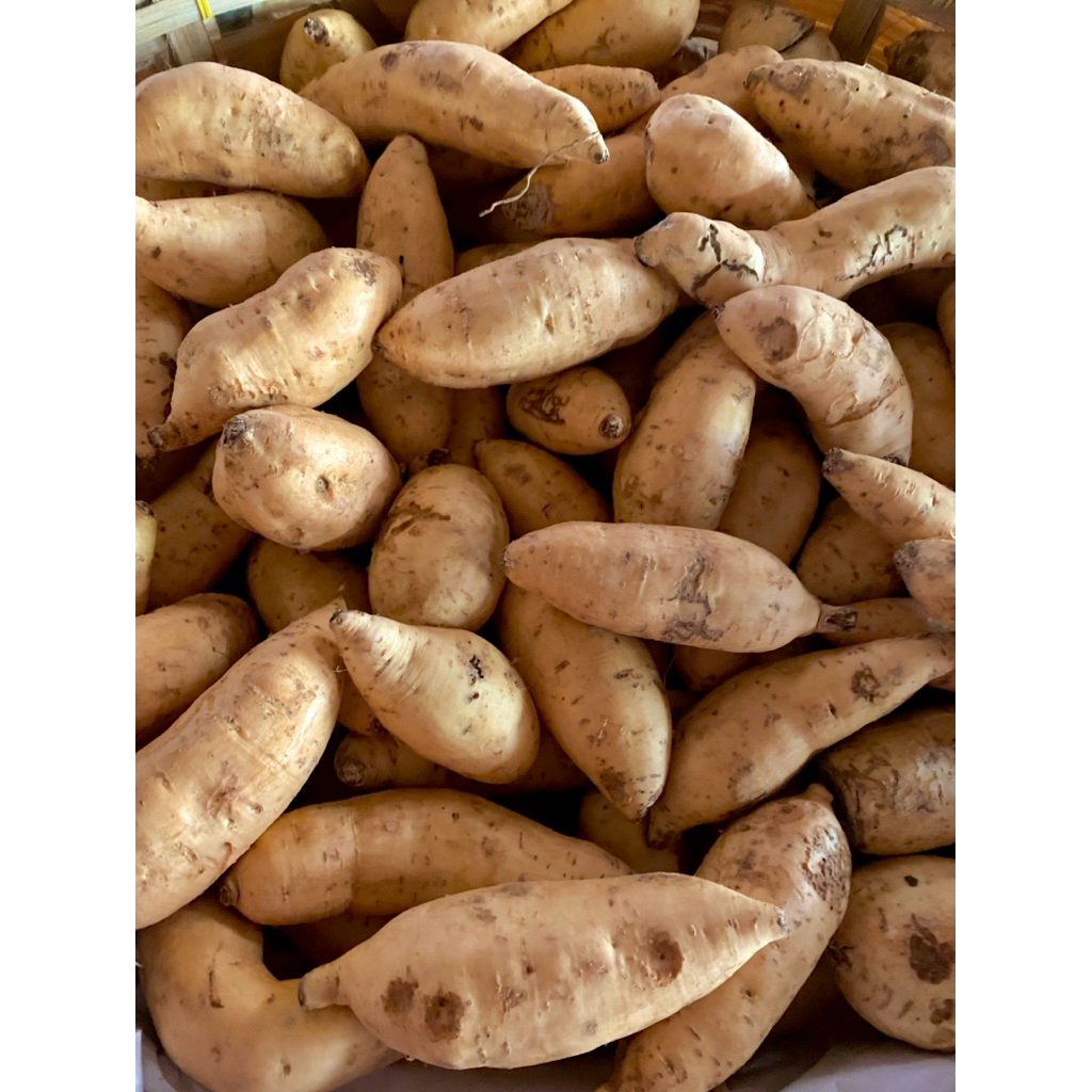 

Ubi madu CILEMBU ASLI ukuran kecil//isi lebih banyak//1000g-1kg