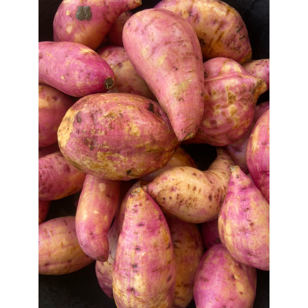 

ubi ungu pulen dan manis 1 kg