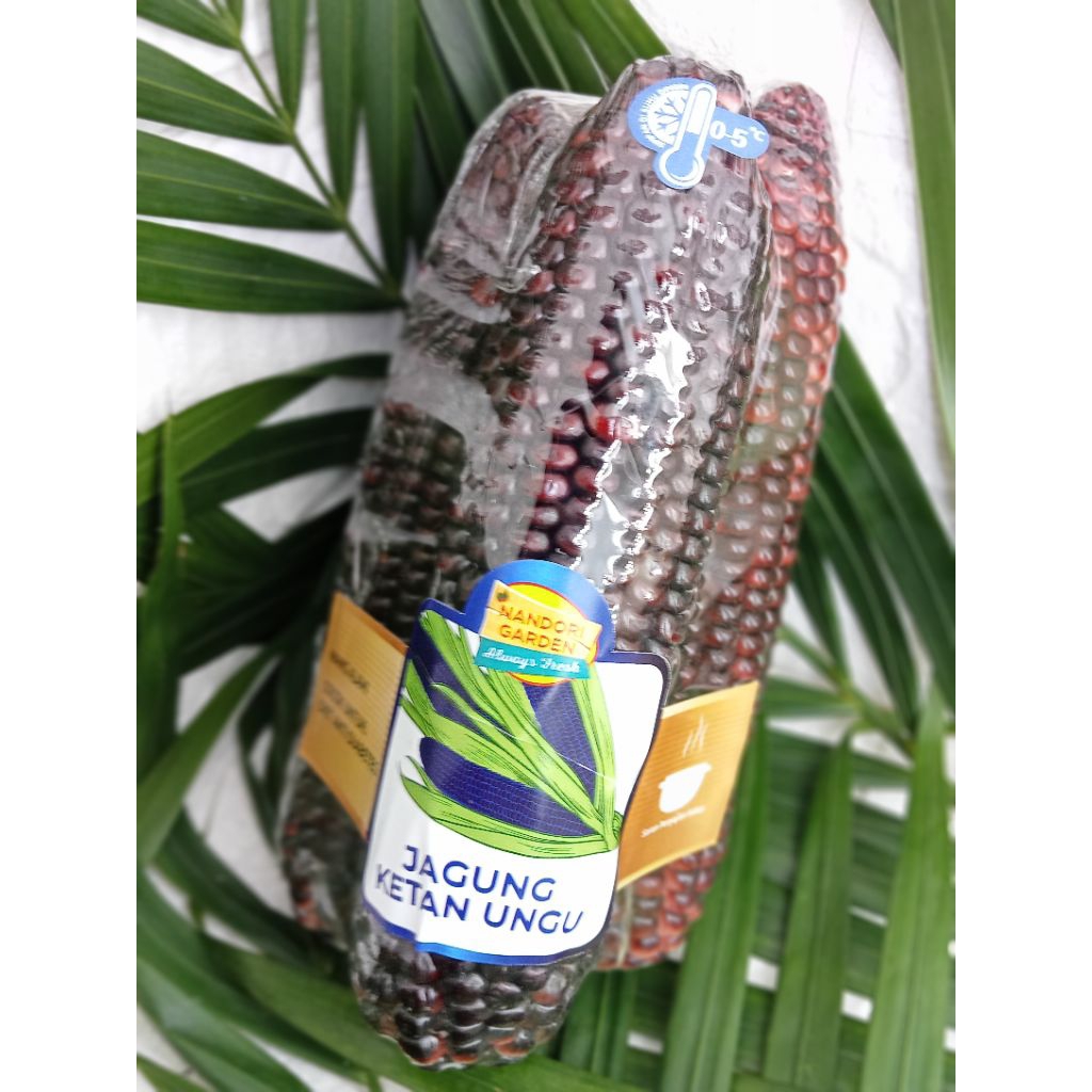 

jagung ketan ungu