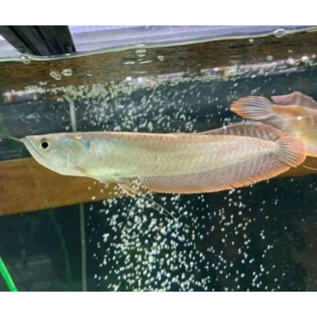 Arwana arowana silver red brazil paket 2 ekor 11-12cm garansi pengiriman