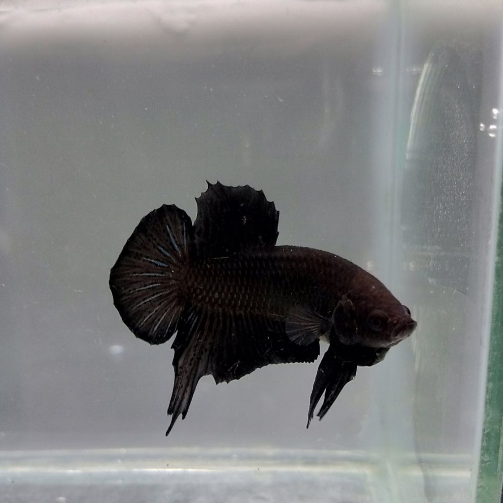 Cupang super black/cupang black king