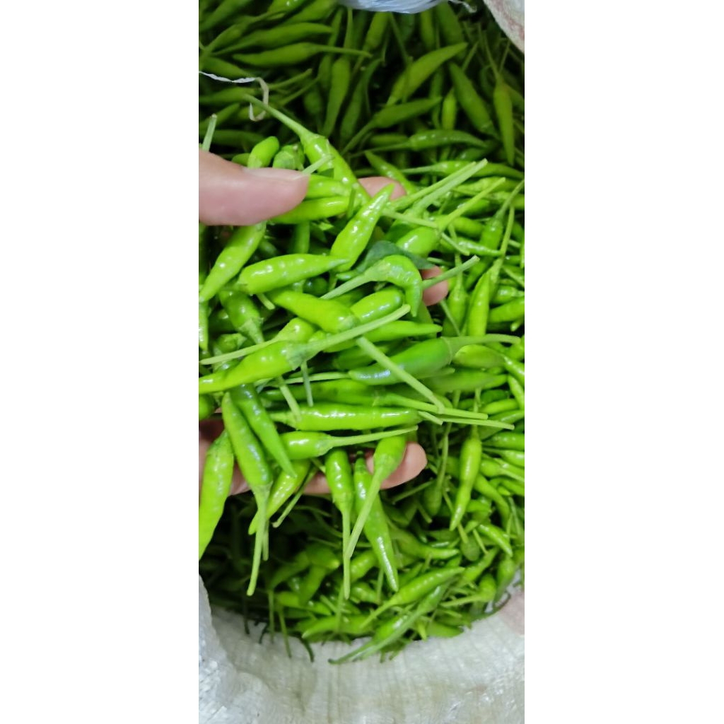 

CABE RAWIT HIJAU / Caplak 1KG