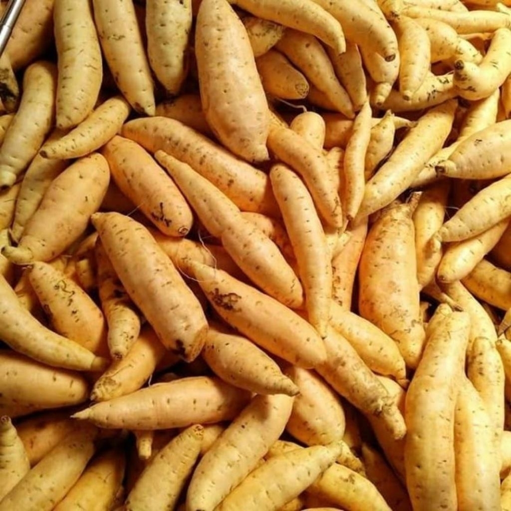 

Ubi Cilembu Manis Ukuran Kecil Paket 5 Kilo Bonus 1 Kilo Fresh Setiap Hari