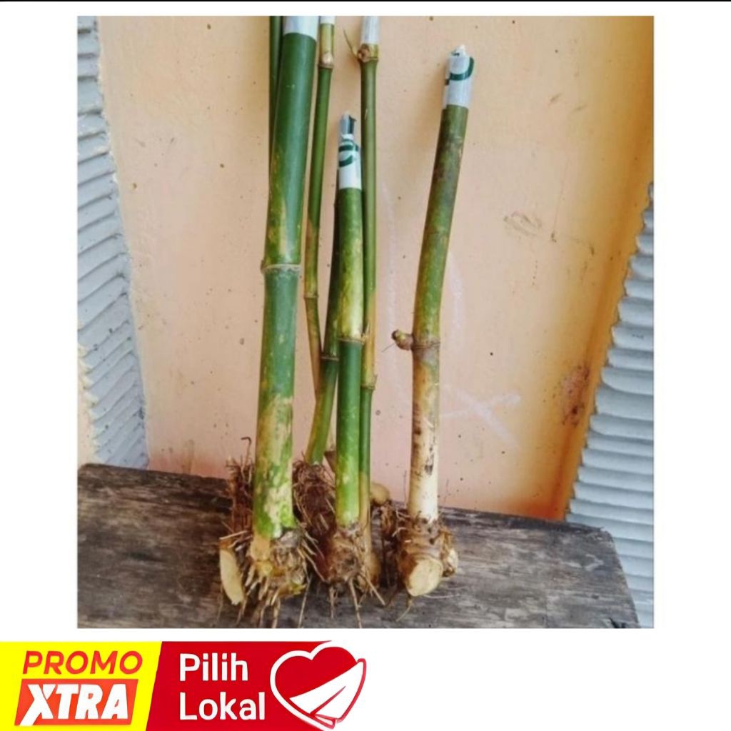 BIBIT BAMBU PETUK BAMBU PETUNG SIAP TANAM
