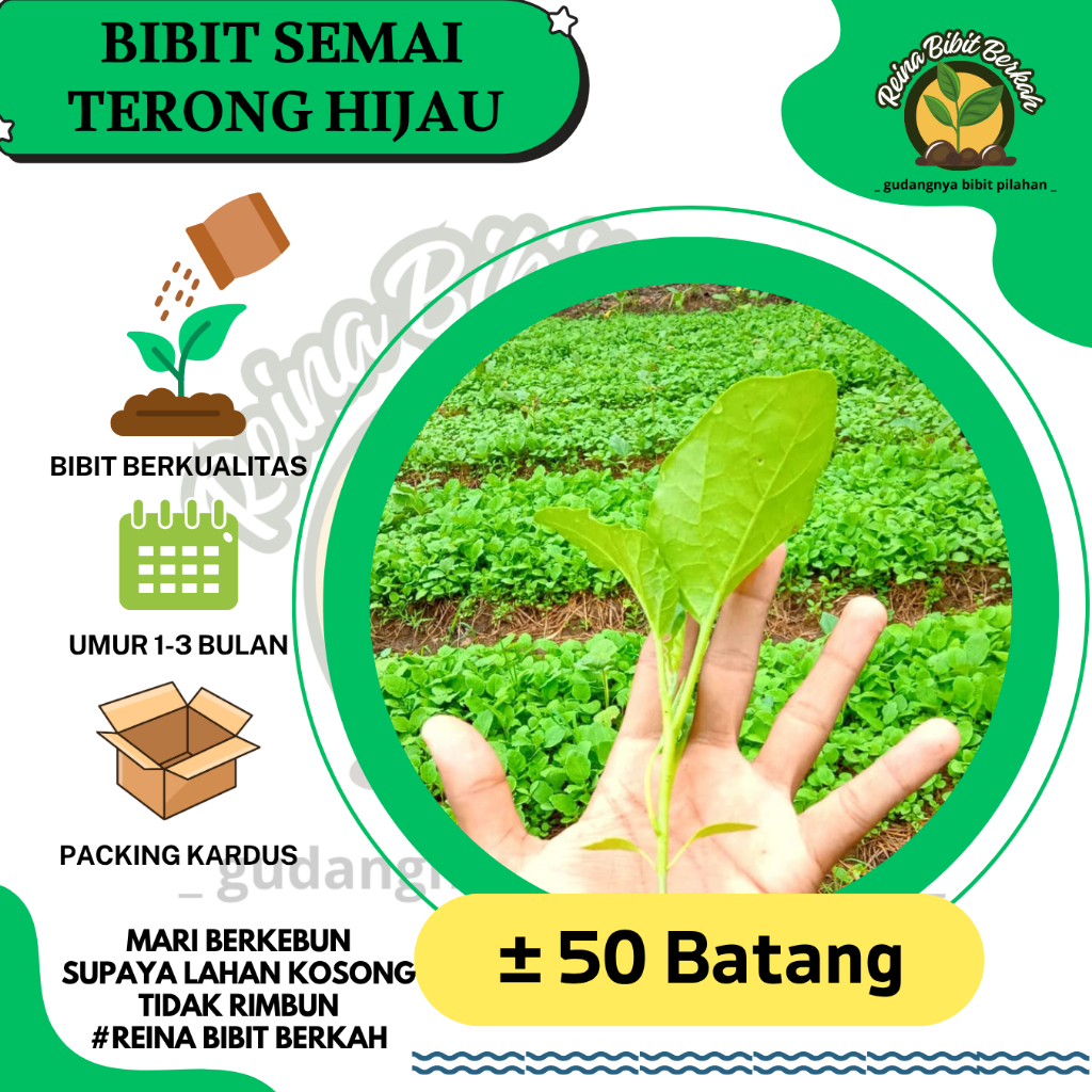 50 BIBIT TERONG HIJAU SEMAI SIAP TANAM