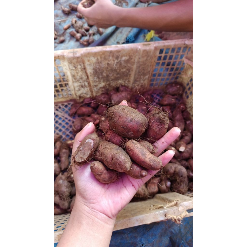 

1 Kg Gembili / Kumbili / Ubi Rambut Pulen & Enak | Gratis ongkir