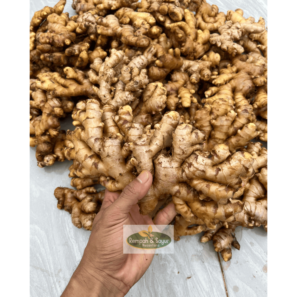 

Jahe Gajah Putih Super Fresh Rimpang 500 gram Sudah Bersih Dicuci