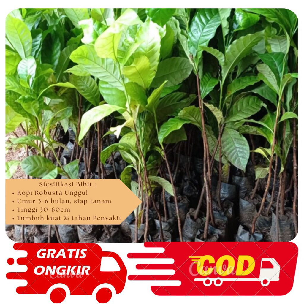 Bibit Kopi Robusta Super unggul siap tanam buah lebat/Bibit Kopi Robusta unggul premium