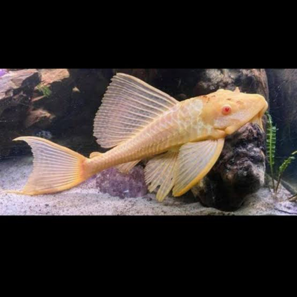 Ikan sapu-sapu mentega / ikan sapu-sapu albino