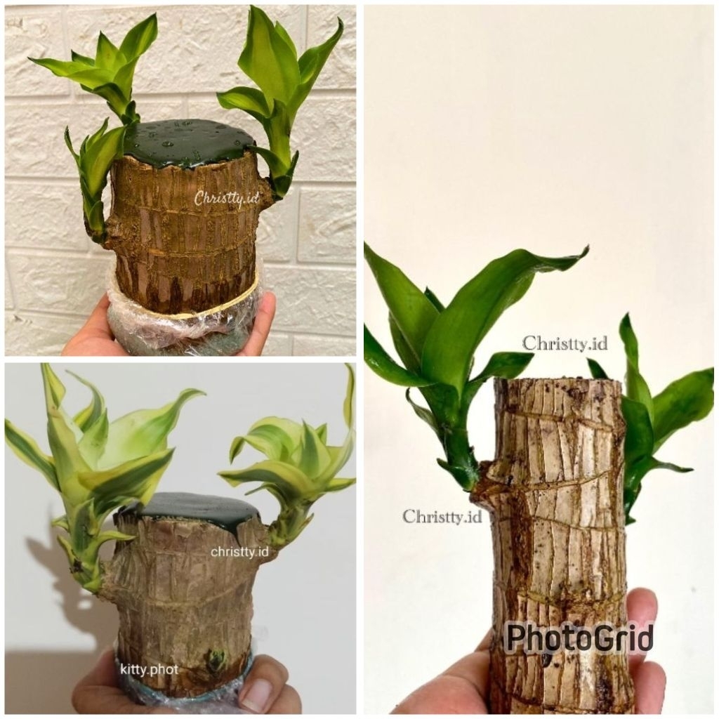 ID BAMBU HOKI / TANAMAN BAMBU HOKI BAMBU REJEKI - TANAMAN BAMBU HIAS - BAMBU HOKI MURAH