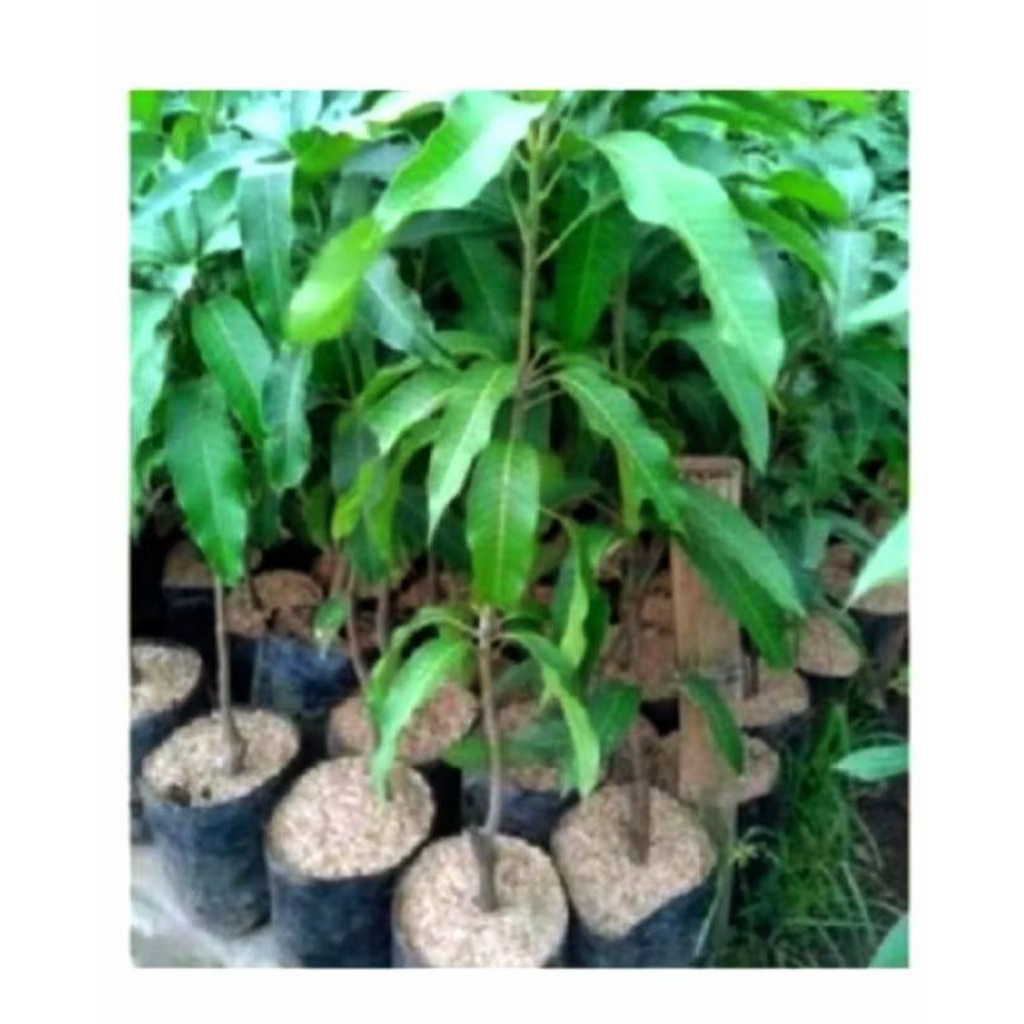 tanaman buah limus,tanam  buah pakel plok limus