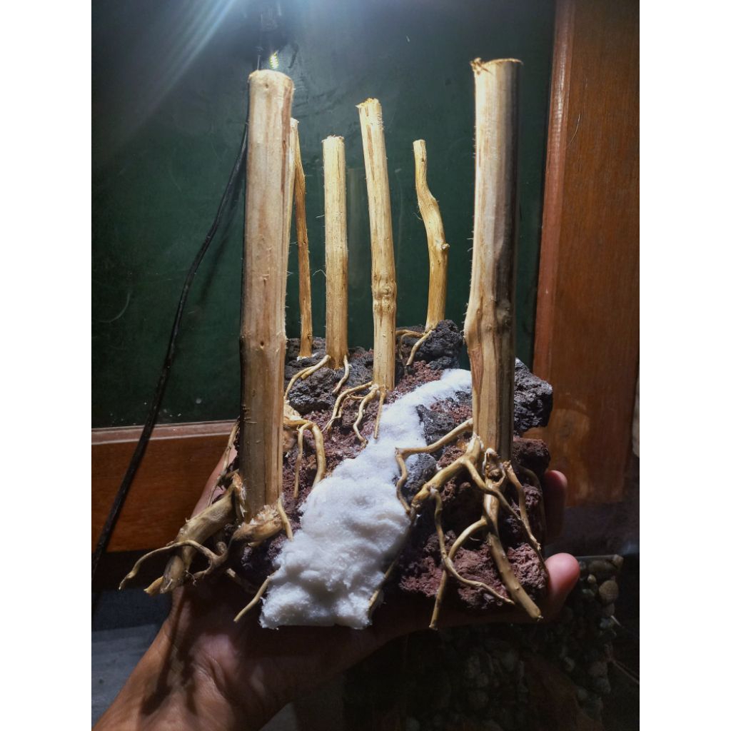 Hardscape tema jungle