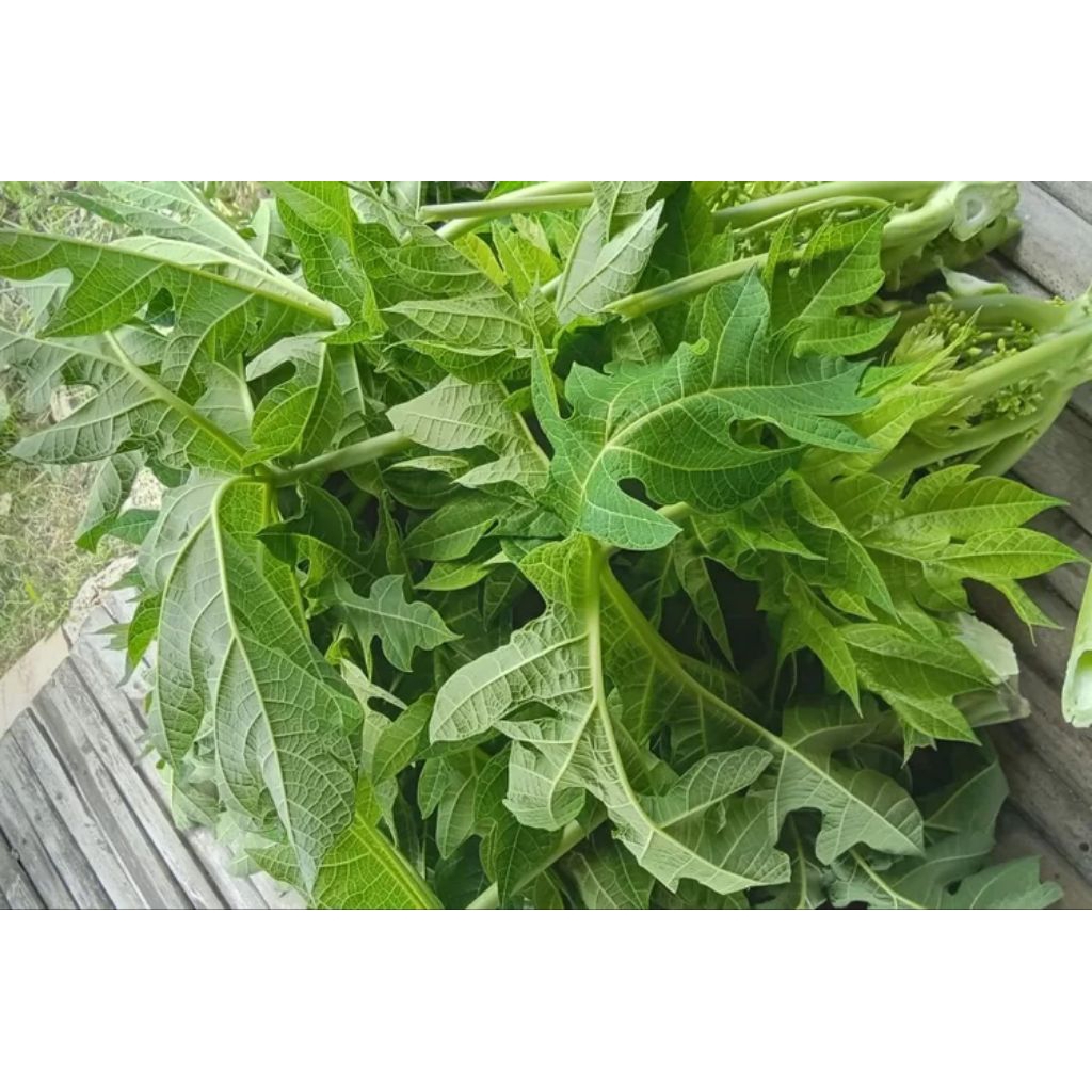 

DAUN PEPAYA MUDA PER IKAT FRESH HIJAU SEGAR (4 sampai 5 lembar)