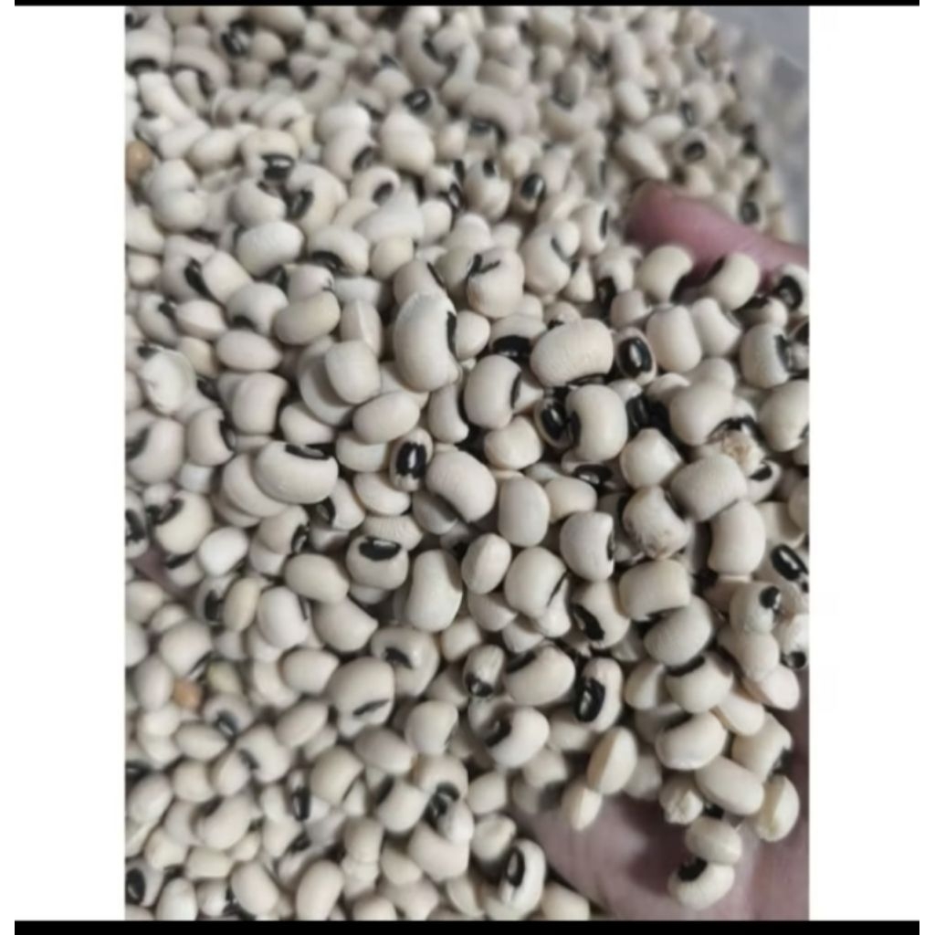 

Kacang Tunggak Tolo Putih "Untuk Konsumsi" 1kg