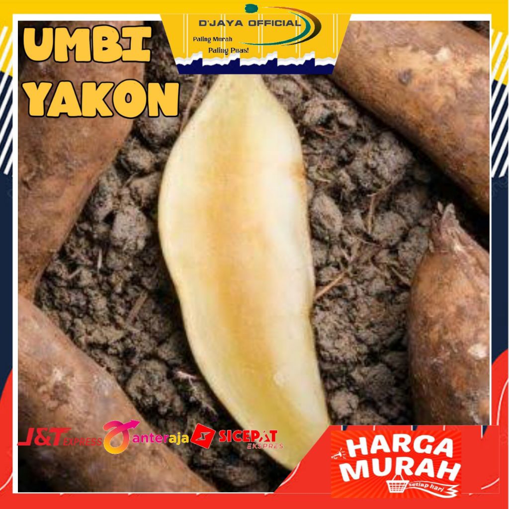 

Ubi Yacoon / Umbi Yakon Wonosobo
