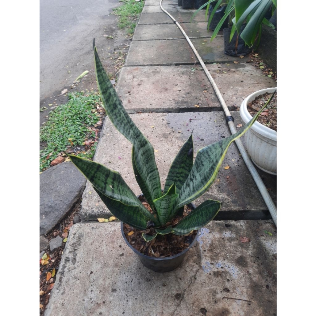 sensivera super boll / lidah mertua pendek