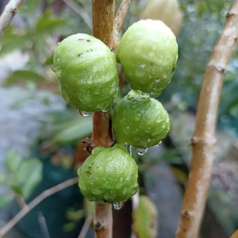 Bibit Anggur White Jaboticaba Anggur Pohon Putih Okulasi Sambung Susu