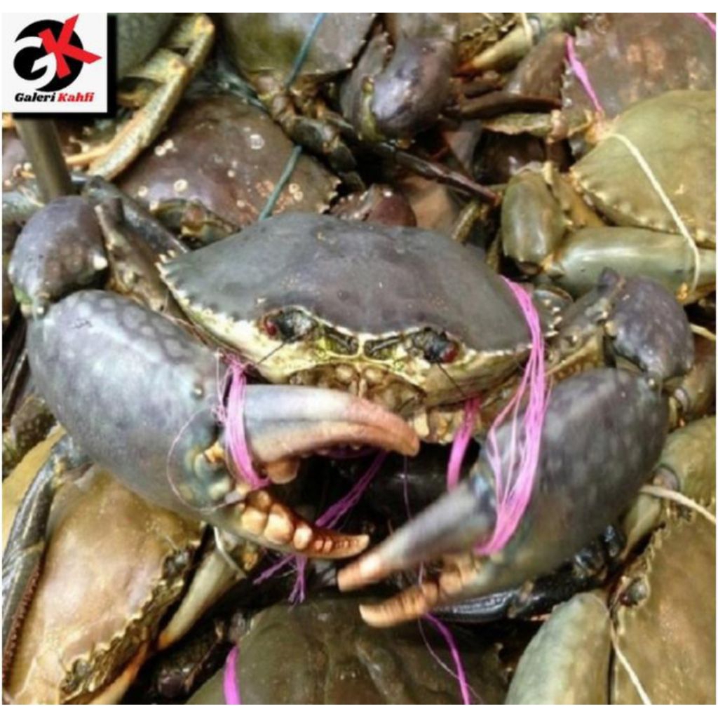 

KEPITING KELAS EXPORT Jantan / Telor - 1Kg