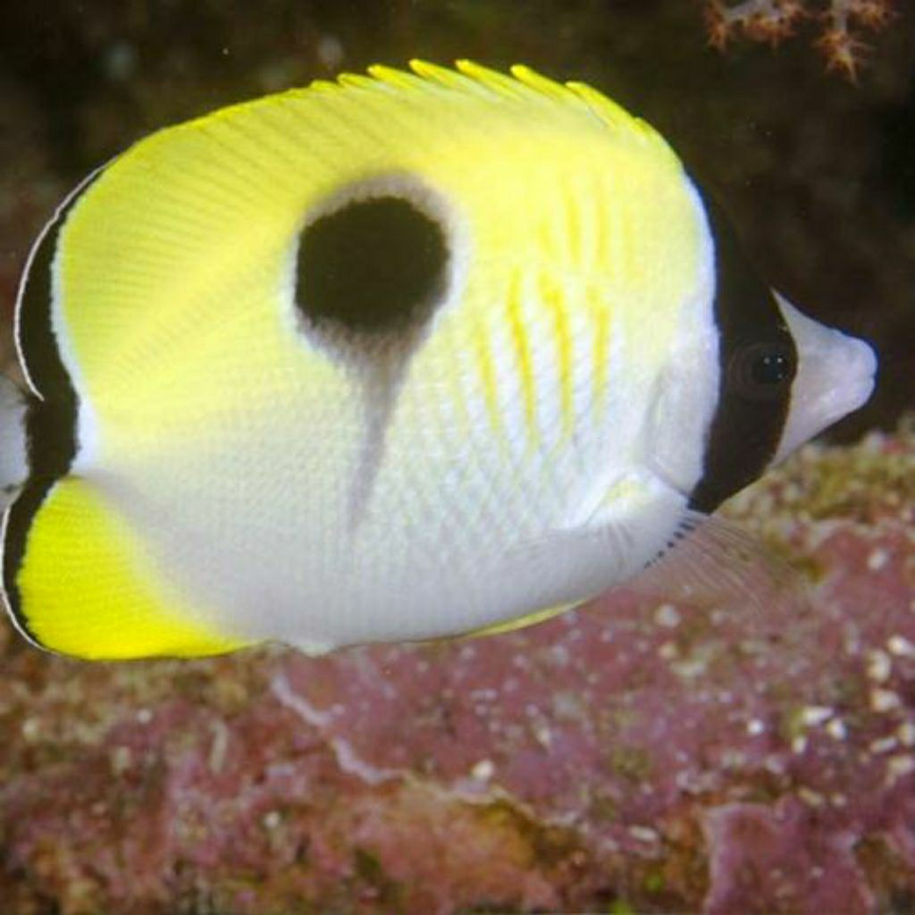 

IKAN HIAS LAUT KEPE BUL4N