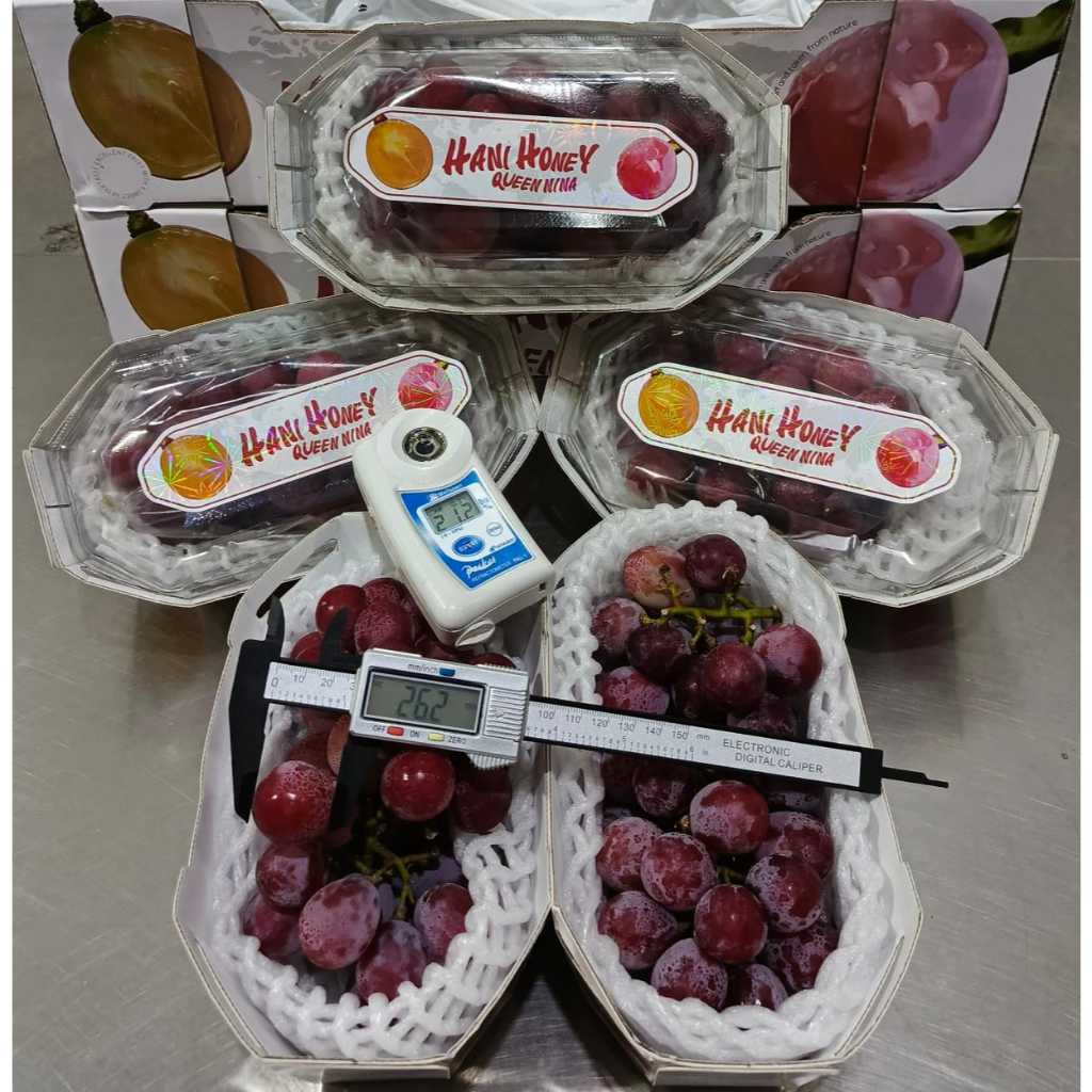

Anggur Queen Nina 1 Dus (4 Kg) Fresh Import