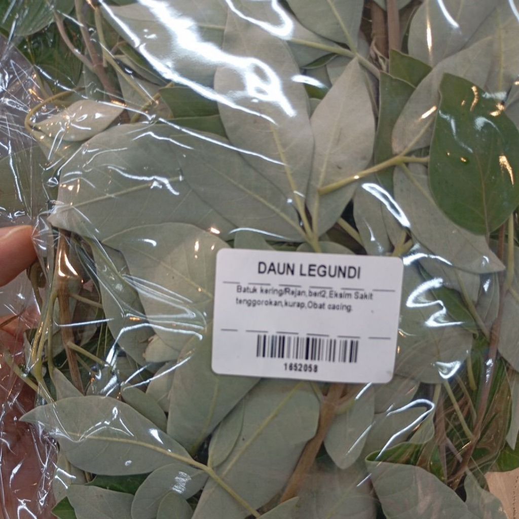 

Daun Legundi Segar 100gram asli Denpasar Bali