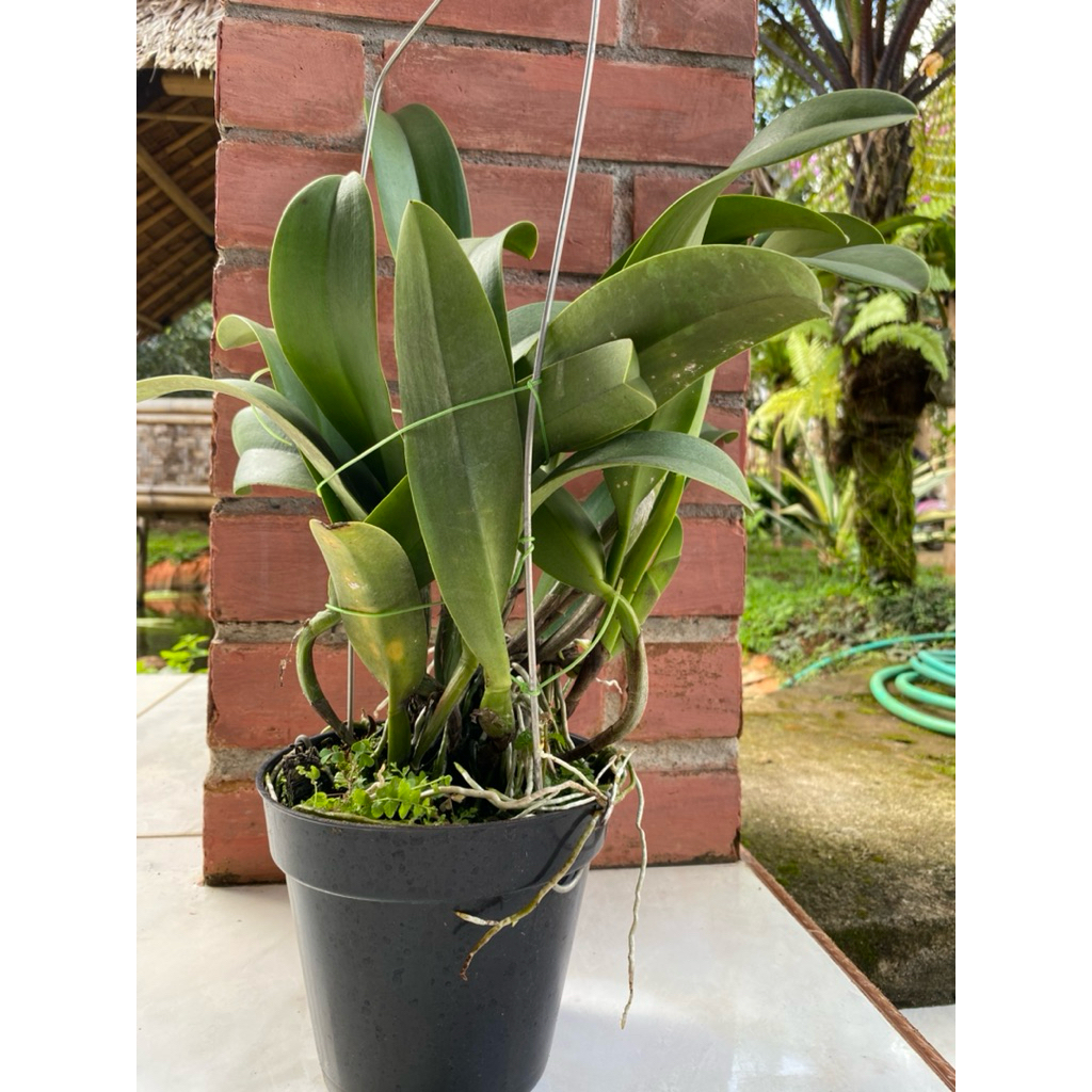 anggrek cattleya spike jumbo pot diameter besar