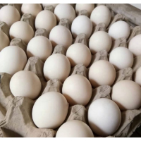 

Telur Ayam Kampung Medan Daily Market