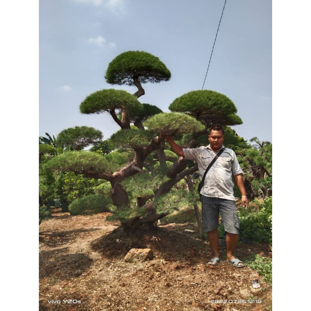 bonsai Cemara udang jumbo/rimbun