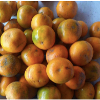 

Jeruk Madu Medan Daily Market