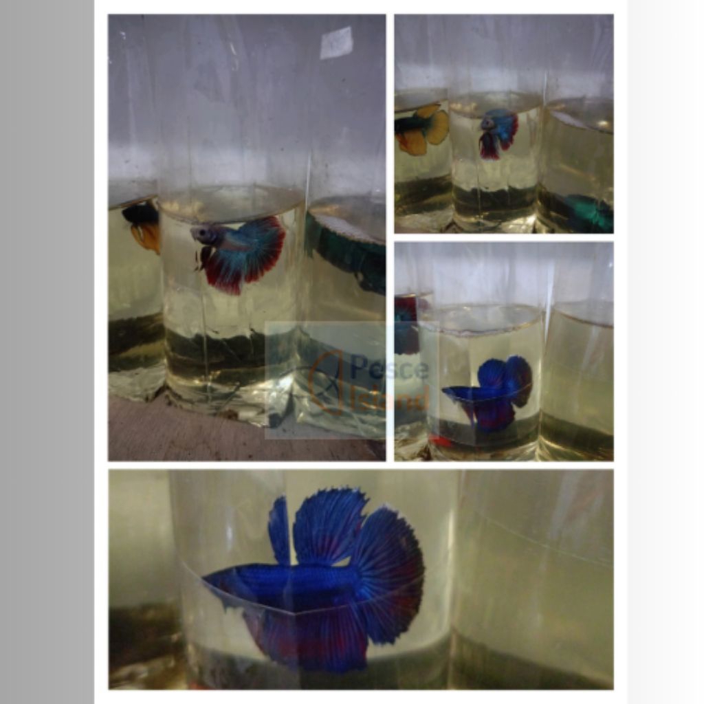 Ikan Cupang/Ikan Cupang Halfmoon